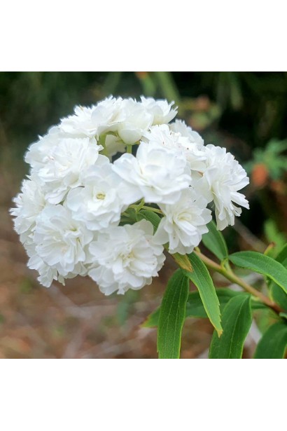 Спірея кантонська Ланцеолата білосніжні махрові квіти